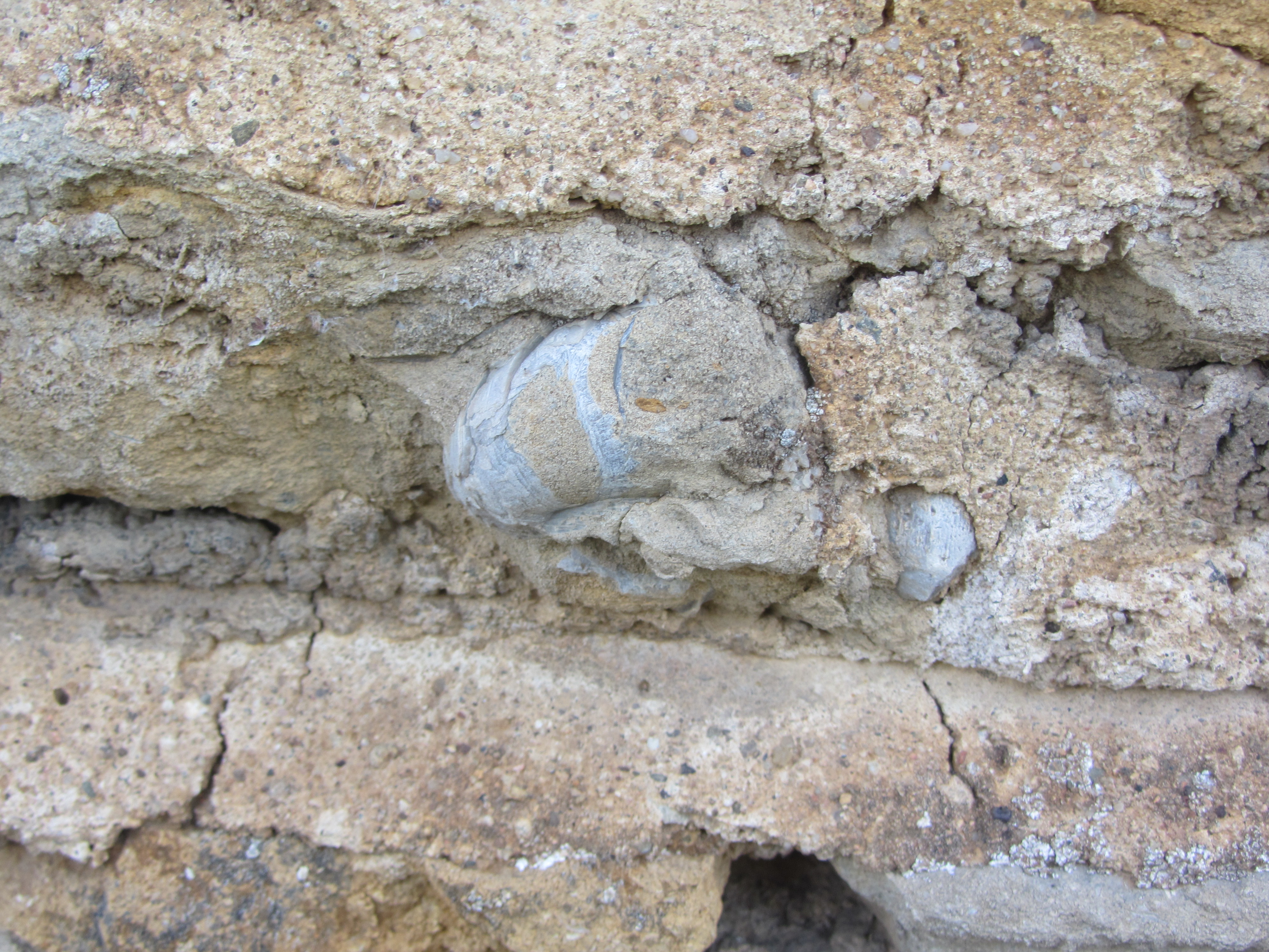 pierres diverses d'un mur, calcaire à gryphées