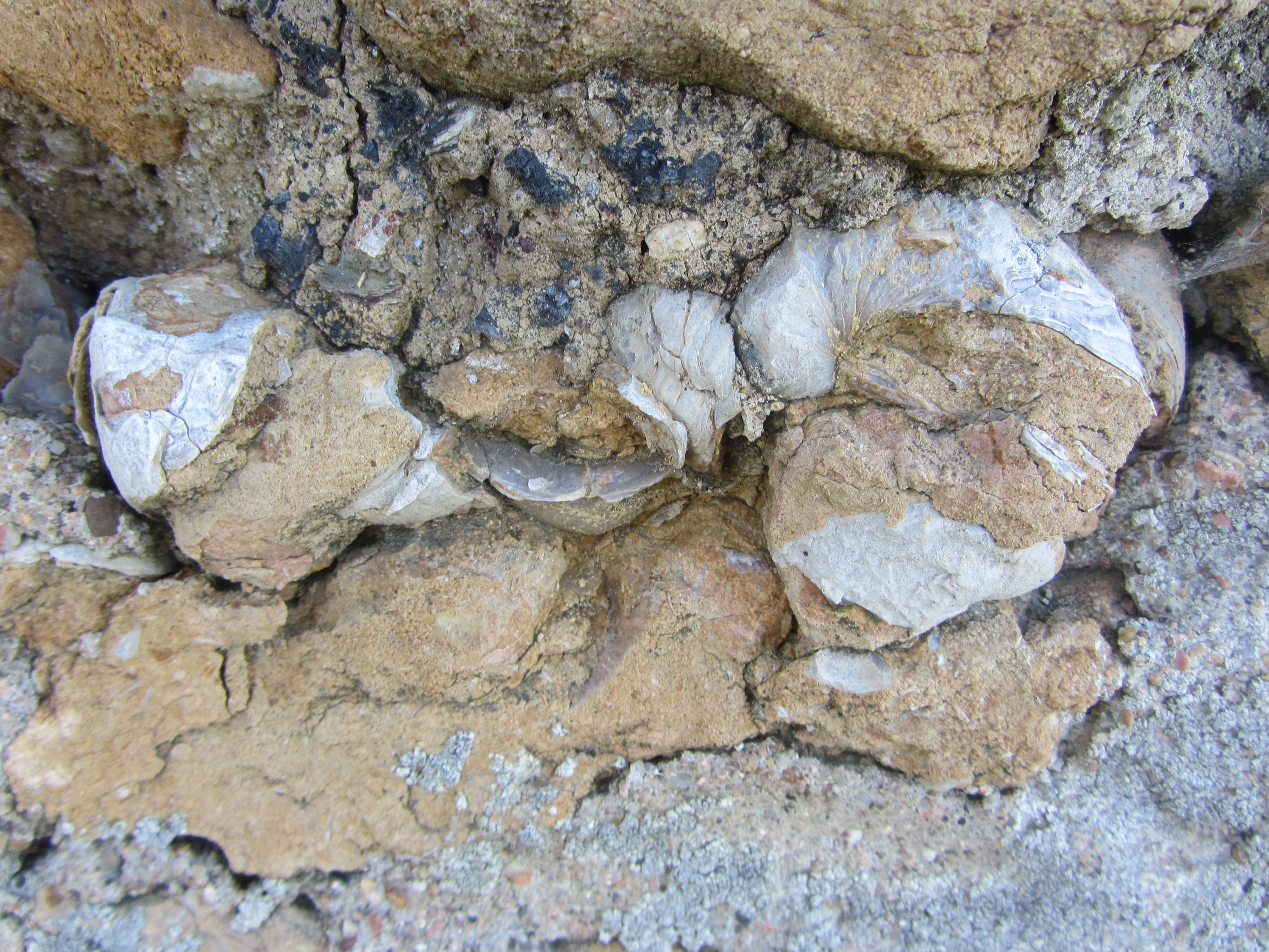 calcaire à gryphées, Val d'Oingt